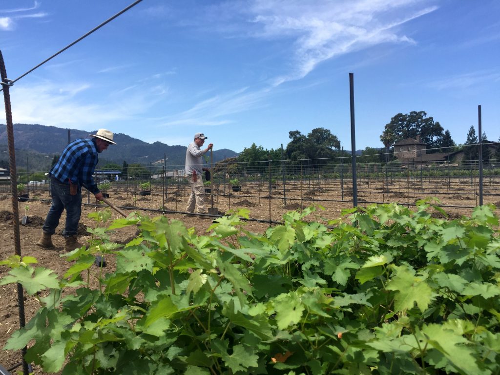 vineyard-replanted