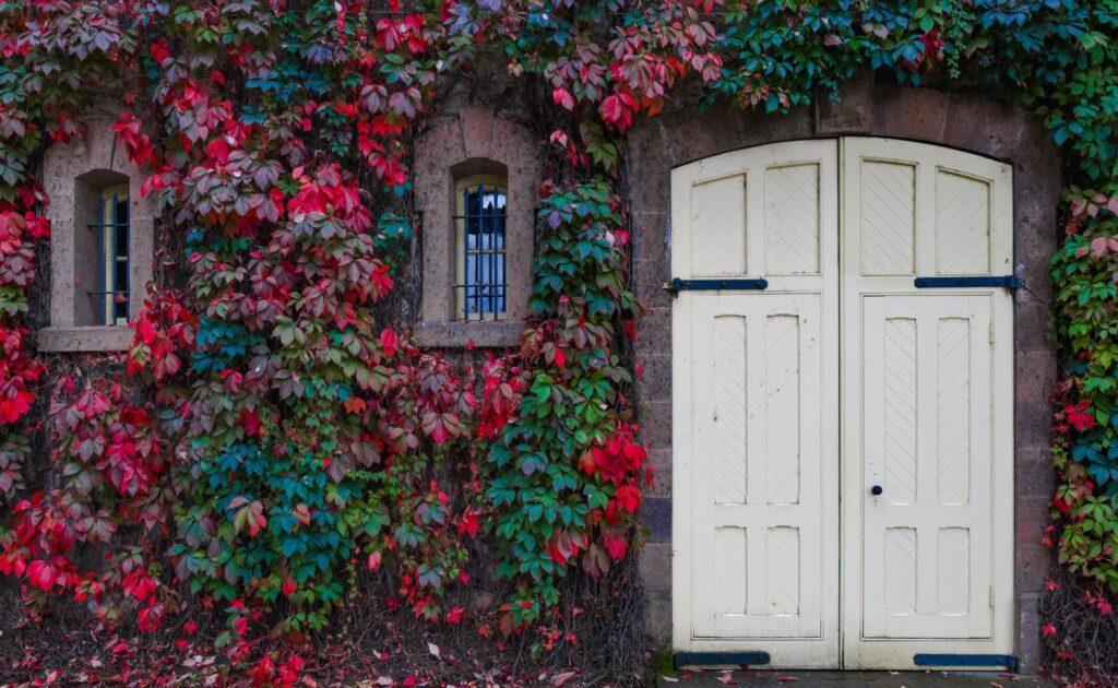 The foliage-covered wall of a Napa Valley Hotel_The Best Hotels in St. Helena