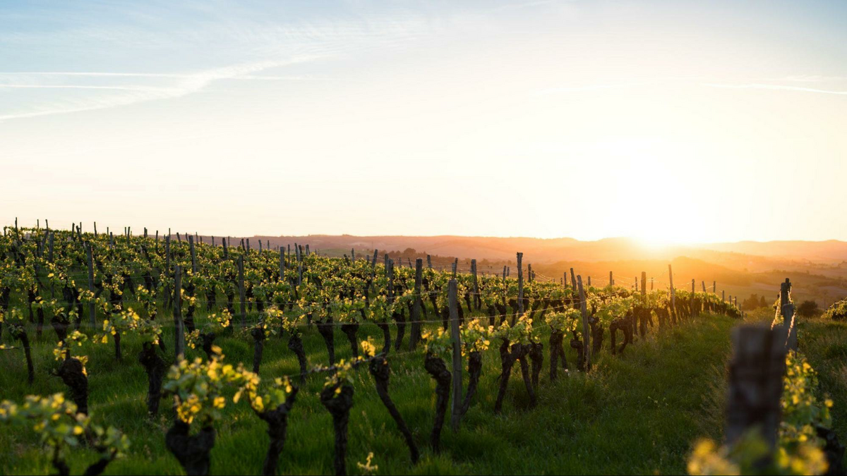 sunset over a vineyard, like the estate vineyards of V. Sattui winery in St. Helena, CA