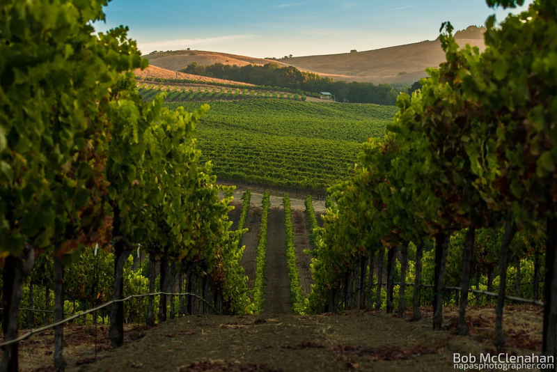 a vineyard sloping downhill, as shown in the V. Sattui wine blog on Napa Valley sparkling wine